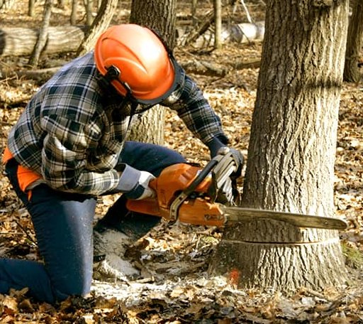 Tree Removal in Gandeeville, WV